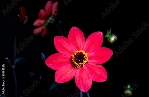 black dahlia flowers against black background