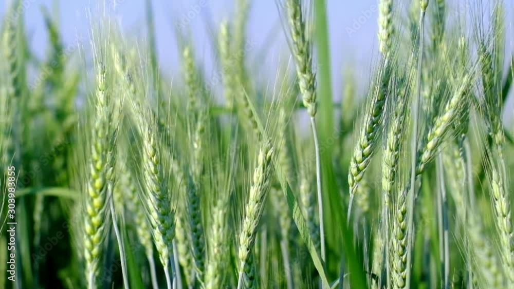 Green of barley ears blowing in the wind, agriculture concept. Green of barley ears blowing in the wind, agriculture concept.