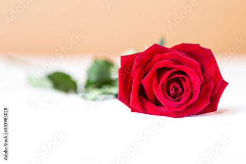 Closeup fresh beautiful red rose on white bed sheet over blurred background  valentine gift  love and romance concept