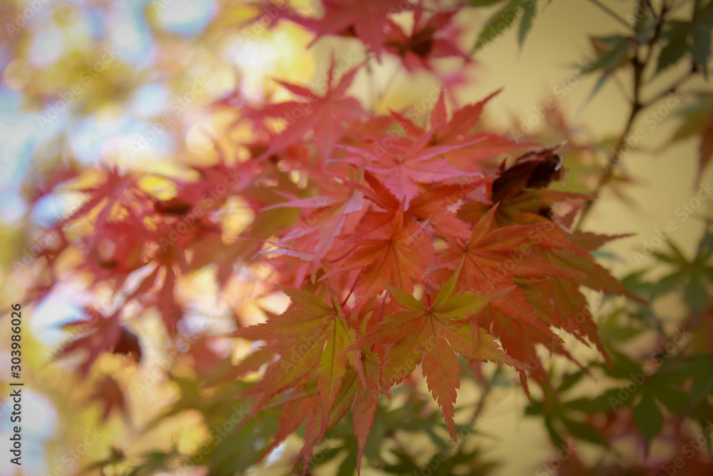 Φωτογραφία Close view of autumn fall colors of the leaves in Napa, California