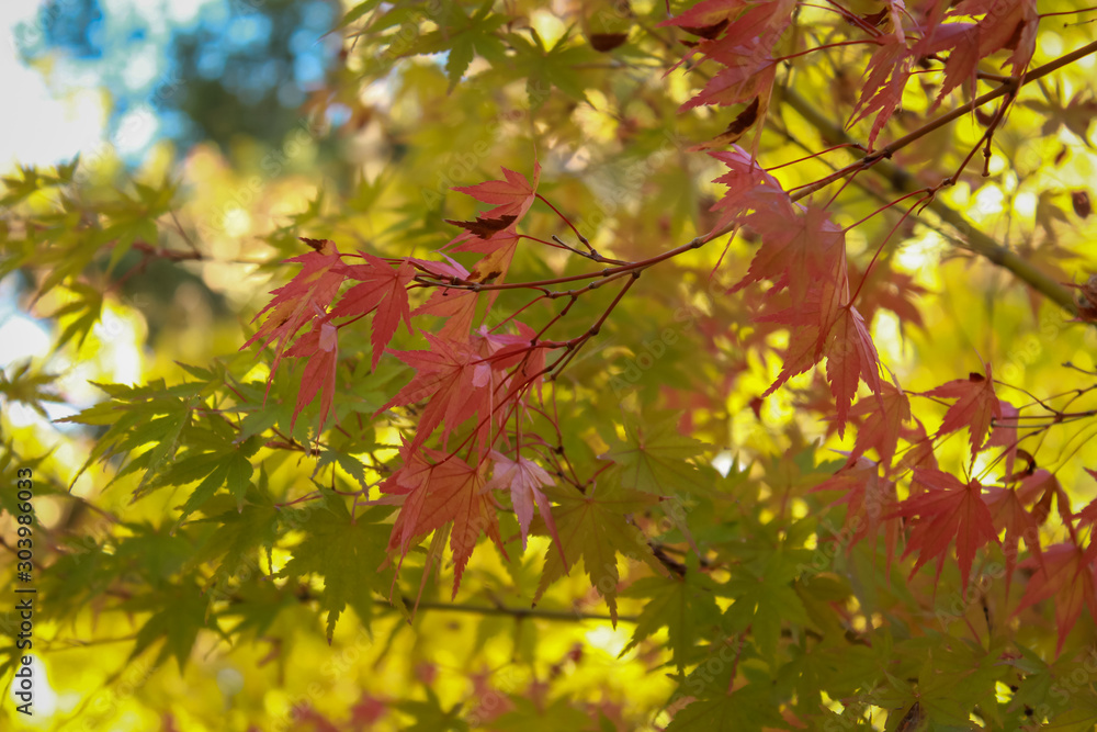 Beautiful view of autumn fall colors of the leaves in Napa, California Beautiful view of autumn fall colors of the leaves in Napa, California