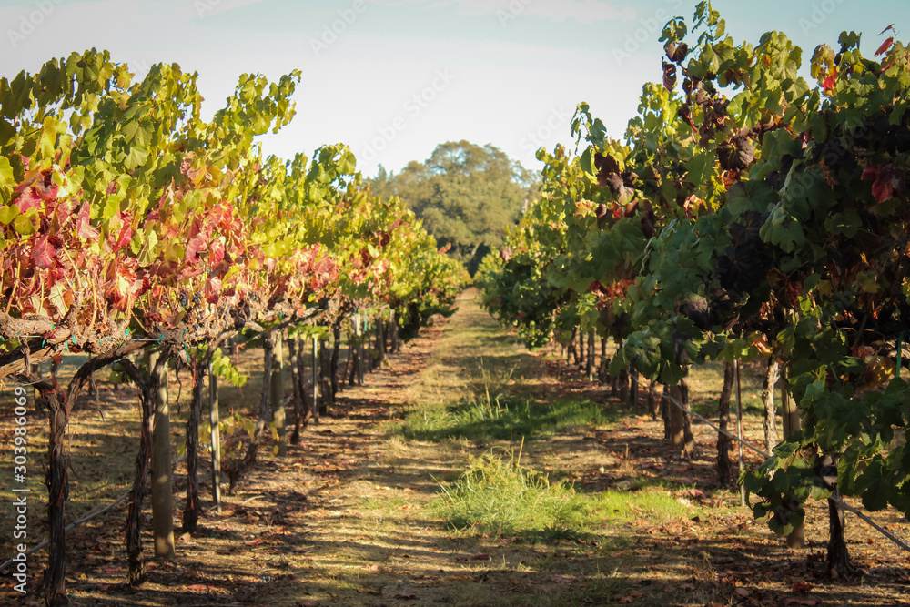 Beautiful view of the grape plantation in a vineyard, Napa Valley, California, USA