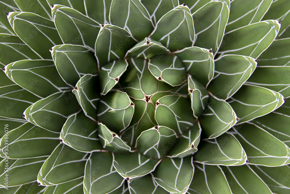 Top down view of a desert plant Top down view of a desert plant