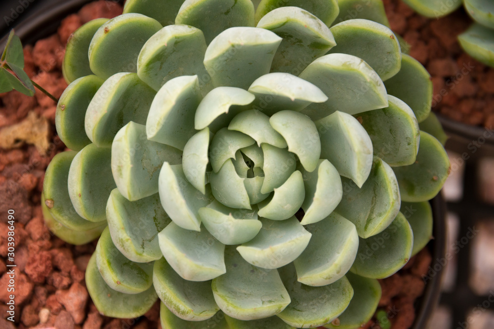 Top down view of a desert plant Top down view of a desert plant