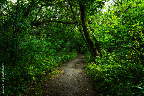 Road through beautiful and wild forest