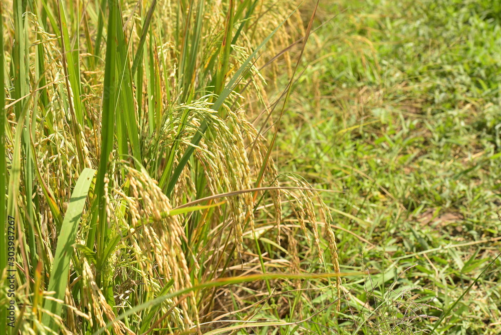 rice field before harvesting in farm agriculture . rice field before harvesting in farm agriculture .
