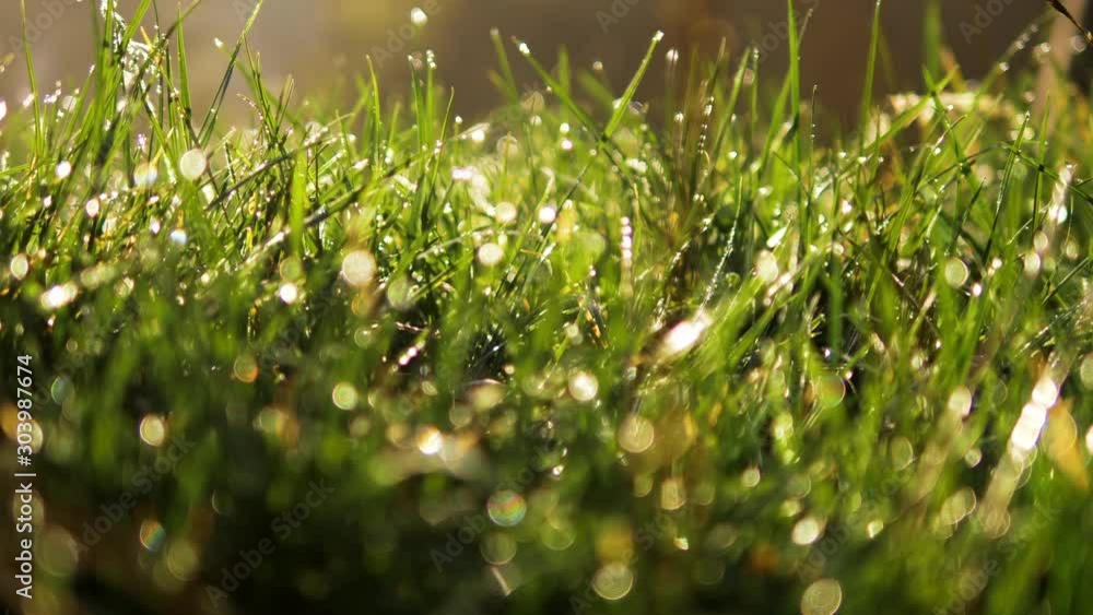 Grass with dew drops. Blurred Grass Background With Water Drops closeup. Nature. Environment concept. Slow motion 240 fps. HD video footage 1920x1080 Grass with dew drops. Blurred Grass Background With Water Drops closeup. Nature. Environment concept. Slow motion 240 fps. HD video footage 1920x1080