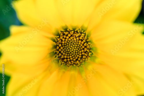 Macro closeup view of yellow flower with beautiful natural texture and design