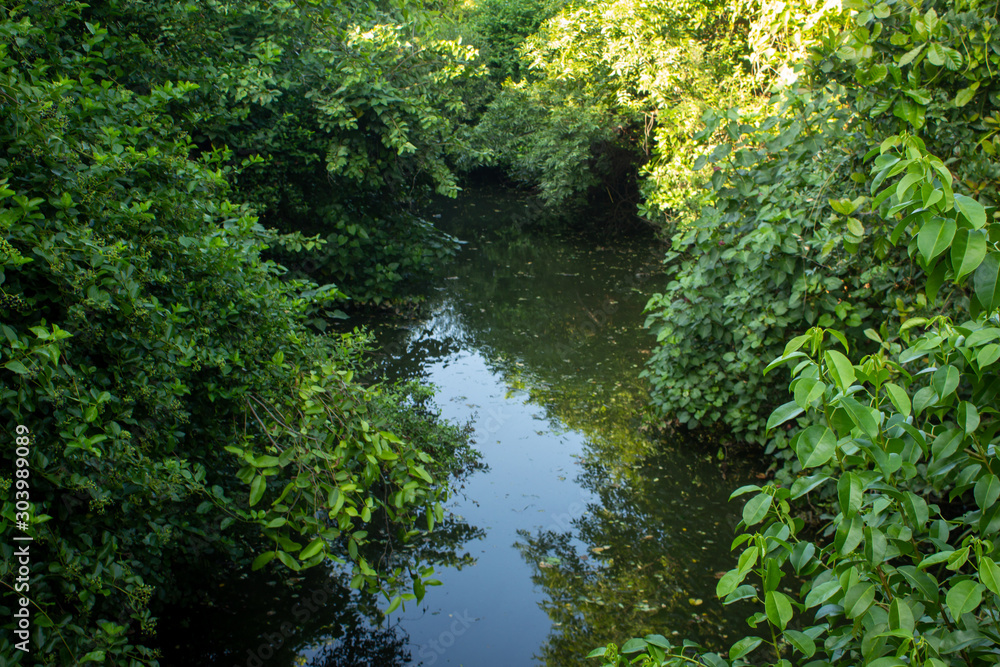 Fototapeta premium Estuary with thick vegetation on both sides, Chennai, India