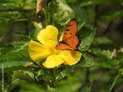 Tawny Coster on bright yellow buttercup