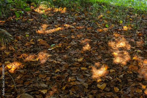 Colourful fallen leaves on brown forest soil background photo