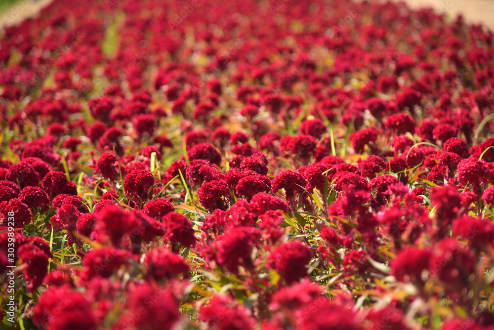 the garden of Cockscomb is the crest or comb of domestic chickens, a tropical feather of a small red flower that is widely grown in the annual garden like a flower. But there are more colorful flowers the garden of Cockscomb is the crest or comb of domestic chickens, a tropical feather of a small red flower that is widely grown in the annual garden like a flower. But there are more colorful flowers