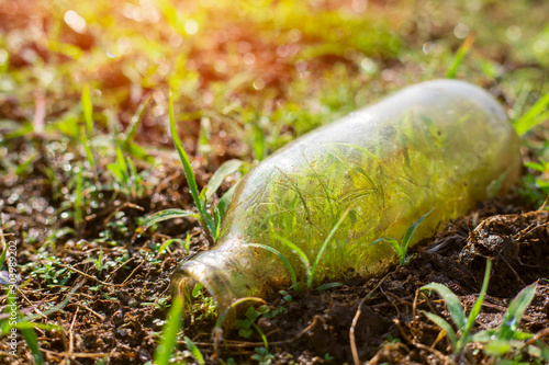 Grass growing in a glass bottle, plants in a glass bottle,Small decoration plants,Save the earth concept