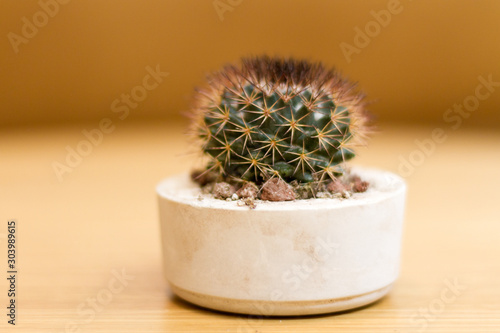 Konstfotografi Small cactus close up in its flower pot