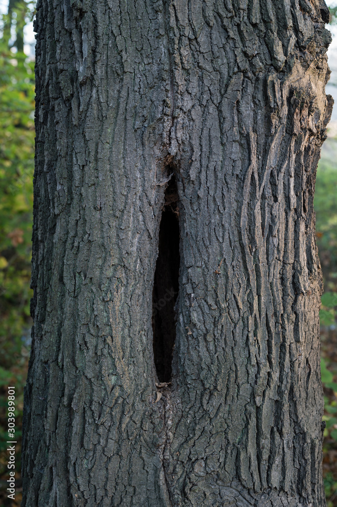 Fototapeta premium Shape of oak trunk with hole in trunk in detail.