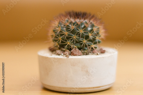Canvastavla Small cactus close up in its flower pot
