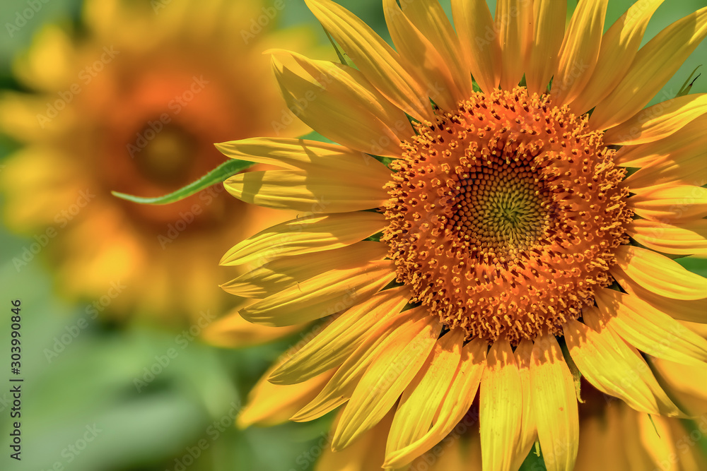 Obraz premium ヒマワリの花 Sunflower
