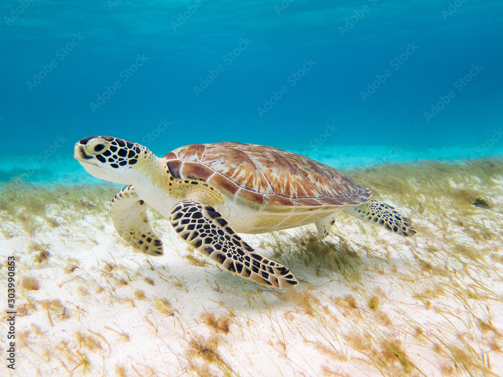 Ταπετσαρία left side of a Beautiful green turtle under water