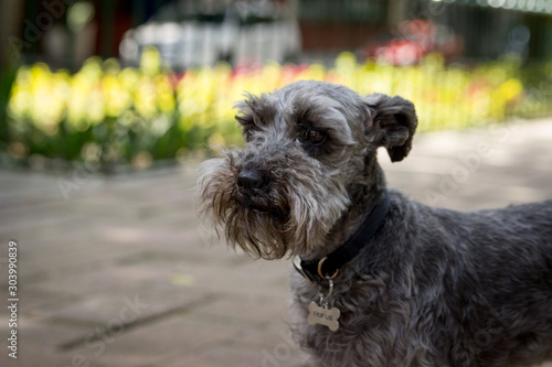 Perro schnauzer paseando por la ciudad