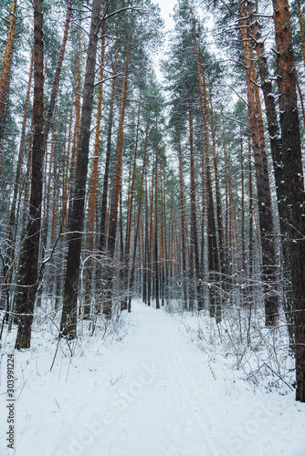 Beautiful winter in pine forest. Winter lanscape with heavy snowfall.