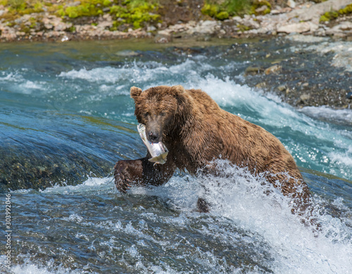 Brown Bear with fish
