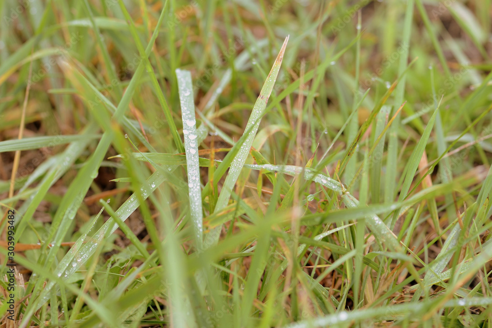 Green grass with water drops in a summer garden after rain close-up. Retro style Green grass with water drops in a summer garden after rain close-up. Retro style