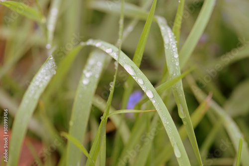 Green grass with water drops in a summer garden after rain close-up. Retro style