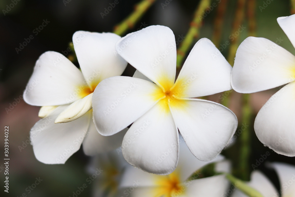 Fototapeta premium close up of plumeria flower