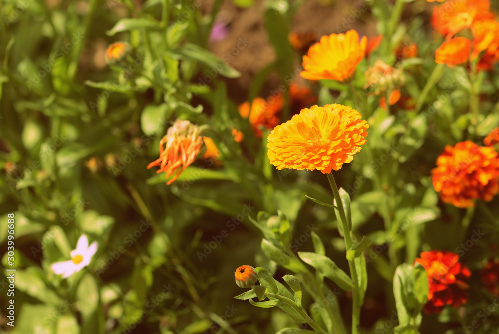 Yellow marigolds bloom in the garden on a sunny day. Natural summer background Yellow marigolds bloom in the garden on a sunny day. Natural summer background