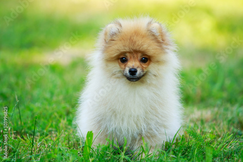 The dog breed miniature spitz