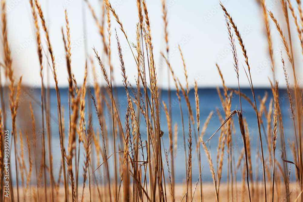 reed on the beach by the sea a few miles outside the center of Umea - obrazy, fototapety, plakaty 