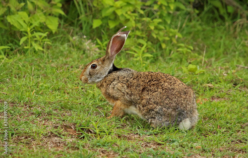 Black Naped Hare, Lepus nigricollis, Bandipur Natioal Park, Karnataka, India