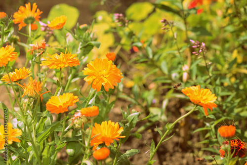 Yellow marigolds bloom in the garden on a sunny day. Natural summer background © Talulla