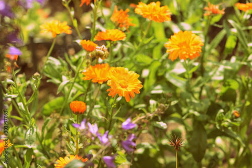 Yellow marigolds bloom in the garden on a sunny day. Natural summer background