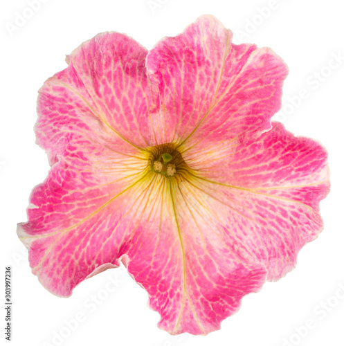 petunia flower isolated