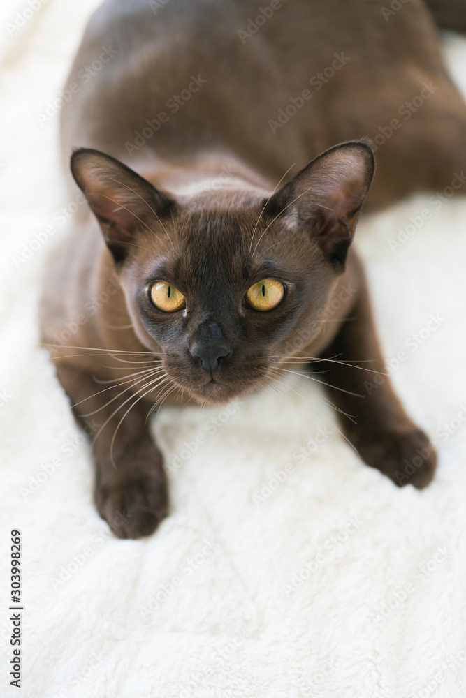 brown burmese kitten lies on a white blanket at home brown burmese kitten lies on a white blanket at home