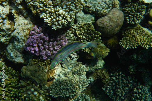 Colorful tropical fish swim among corals in the Red Sea, Egypt © Talulla