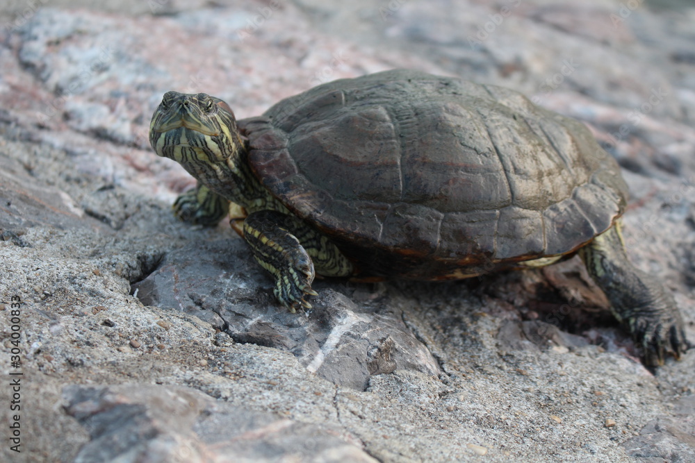 The turtle is traveling in the middle of the capital. The turtle is traveling in the middle of the capital.