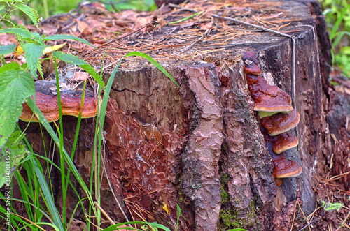 mushroom stump