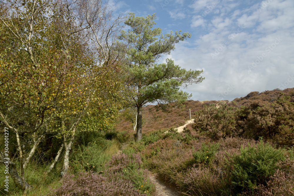 The Heather trail near Studland beach on the Dorset coast in South England