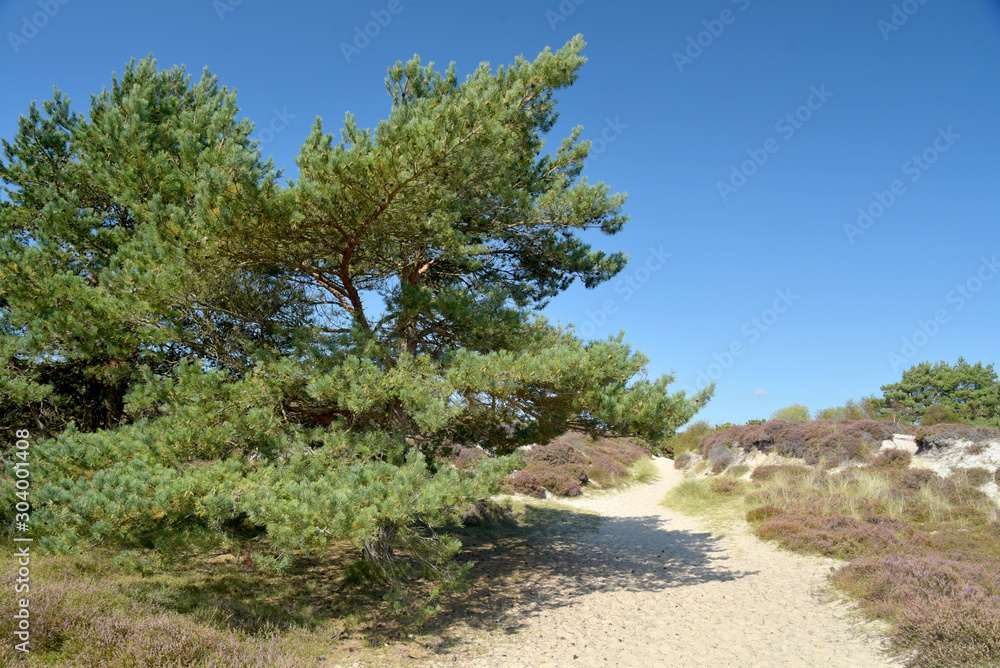 The Heather trail near Studland beach on the Dorset coast in South England The Heather trail near Studland beach on the Dorset coast in South England