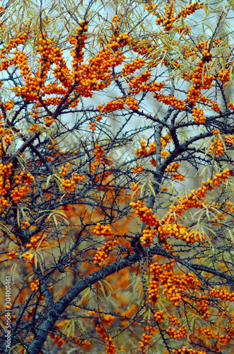 branches with sea buckthorn berries