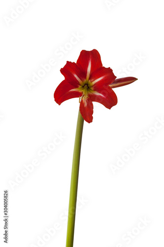 Blooming  Sonatini Amaryllis  Hippeastrum  