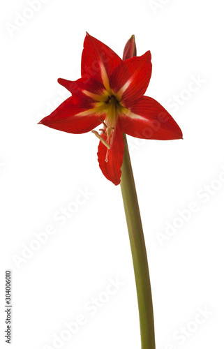 bud of  Sonatini Amaryllis  Hippeastrum  