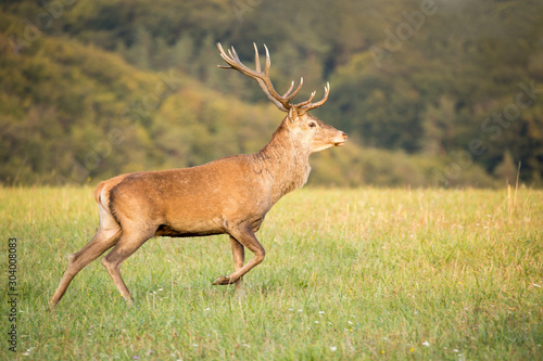 Red deer (cervus elaphus) running on grassland. In the background forest © Branislav