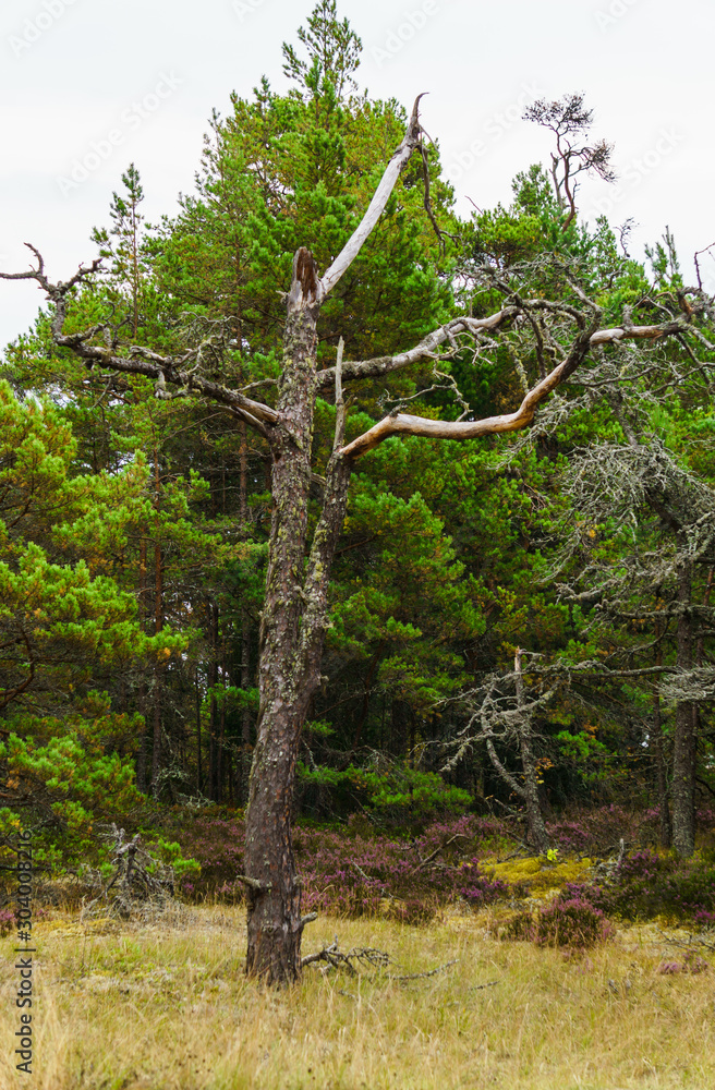 Fototapeta premium Crooked trunks of pine trees in the forest. Unusual coniferous trees in the dunes.