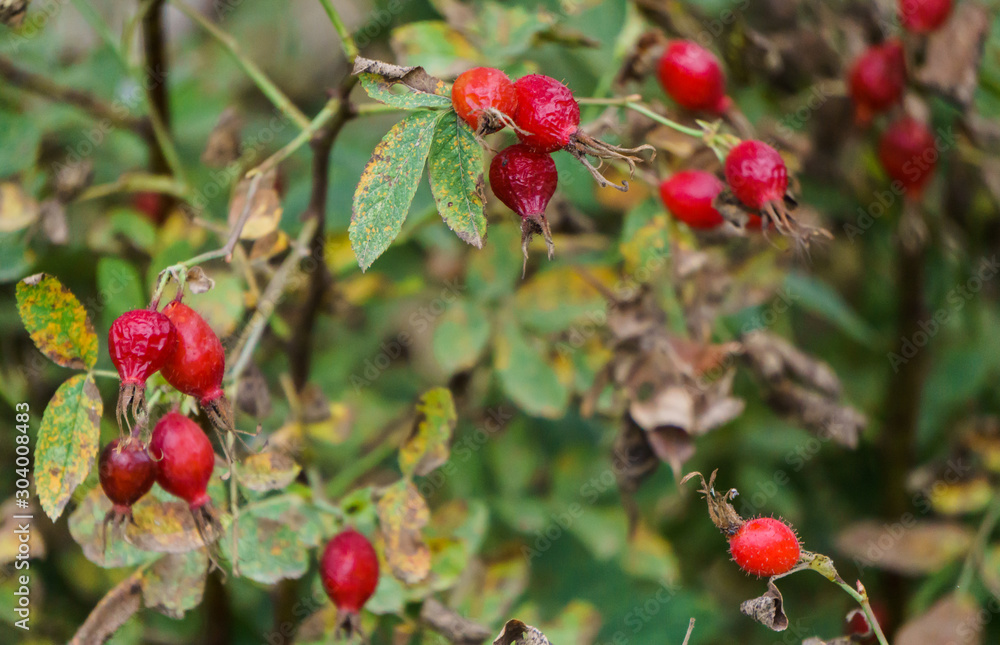 Obraz premium Red rose hips in the wild.Natural background.
