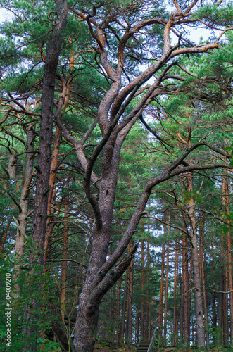 Crooked trunks of pine trees in the forest. Unusual coniferous trees in the dunes.