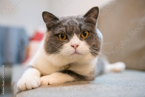 British shorthair cat lying on the couch © chendongshan