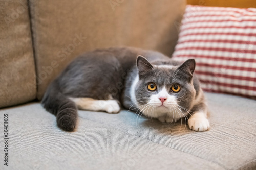 British shorthair cat lying on the couch © chendongshan